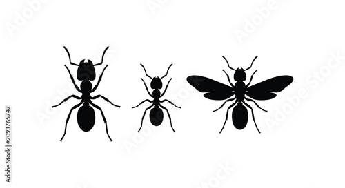 Bilde på lerret Three Insect Silhouettes Including Ants And A Winged Form Black Silhouette ant