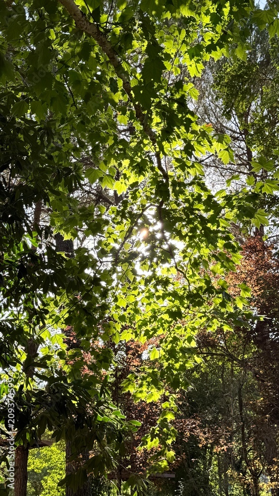 Fototapeta premium Bright Sunlight Filtering Through Green Tree Leaves in Lush Forest Canopy
