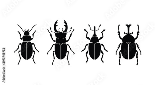 Photography Four Beetle Silhouettes On A White Background Insect Anatomy Illustration Silhou