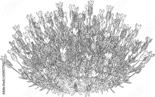 Photos English lavender bush shrub for garden landscape illustration and architectural rendering showing flower spikes and foliage in hand drawn style line