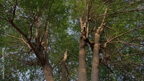 Low-angle view of mature tree trunks rising into dense leafy canopy with radial branch spread and textured bark in bright daylight forest setting, with tree, trunk, canopy, branch detail