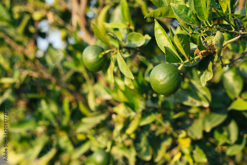 Close-up of unripe green citrus fruits growing on a tree in a sunny garden in Kemer, Antalya, Turkey. Fresh citrus orchard with natural foliage during the summer season.
