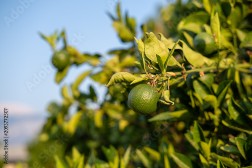 Close-up of unripe green citrus fruits growing on a tree in a sunny garden in Kemer, Antalya, Turkey. Fresh citrus orchard with natural foliage during the summer season.