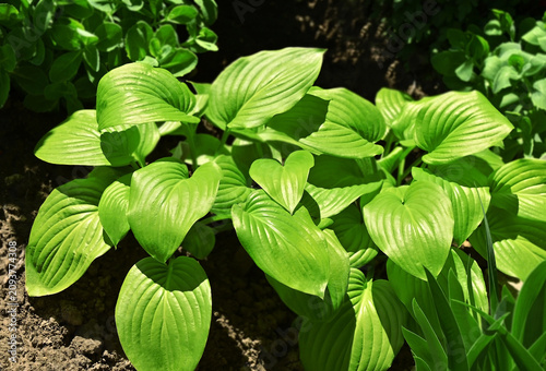 Hosta Guacomole plant