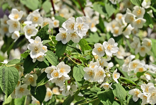 Beautiful jasmine blossom flower