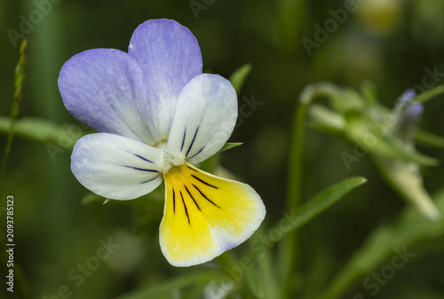 A white-yellow-purple pansy flower in the grass on a forest clearing.