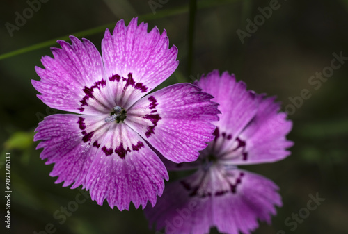 A small purple wild carnation flower in the green grass under the shade of trees.