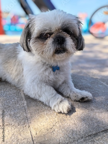 dog in the park shih-tzu