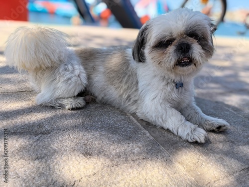 Shih-tzu dog portrait at the beach
