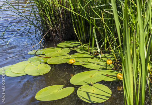 The leaves of the water flower yellow pond-lily on the surface of a forest river on a clear summer day.