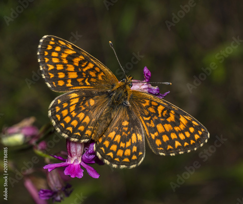 A black-and-yellow Lepidoptera butterfly is sitting on a purple flower in the green grass on a forest clearing.