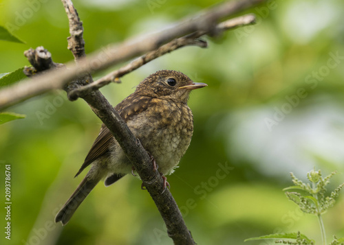 A young robin is sitting on a dry branch in the green leaves of a bush on a sunny summer evening.