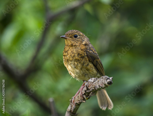 A young robin is sitting on a dry branch among the green leaves of a bush on a summer evening.