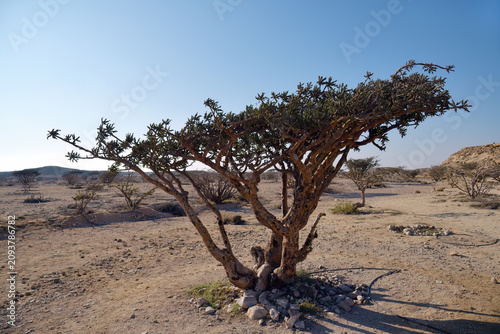 Boswellia, frankincense tree. Oman
