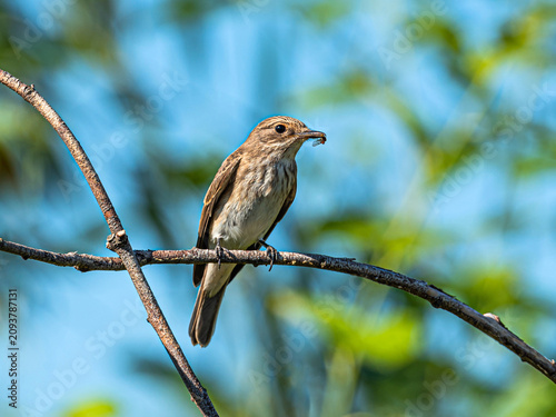 The Spotted Flycatcher with a fly in its beak is sitting on a dry branch among the green leaves of a bush on a clear summer day.