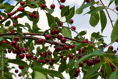 Fotografie Branches of an orchard tree are densely scattered with ripe dark red cherries against a light summer sky