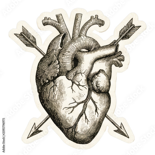 Vintage anatomical heart with arrows black and white illustration.