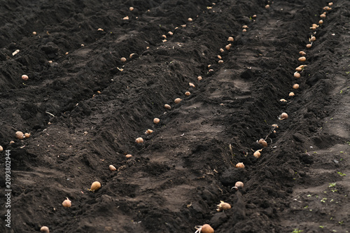 Fresh potato roots are placed in black soil ground. Rural plantation detail represents countryside farming business activity. Traditional agriculture worker grows tasty potato food.