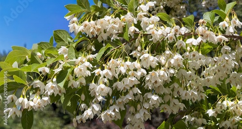 JAPANESE SNOWBELL TREE blossoms in the early summer