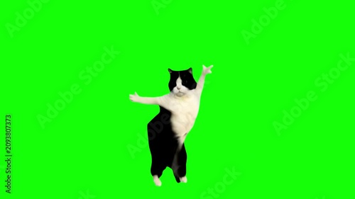 Cat with black and white fur performs a dynamic dance pose with its arms extended and body angled against a bright solid green background.