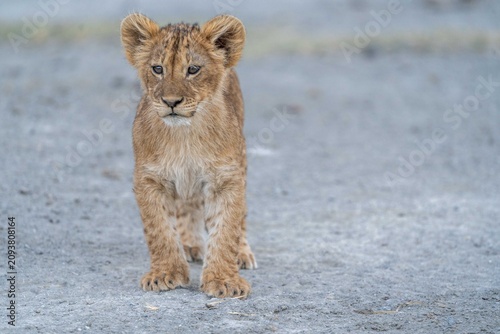 Sticker lion cub in the wild
