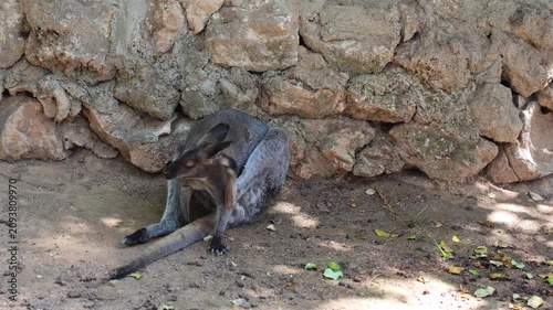 Grey-furred wallaby sits on compacted soil beside rough stacked stone wall, grooming forepaw near muzzle in soft dappled daylight, with calm wildlife setting, textured habitat, and earthy tones