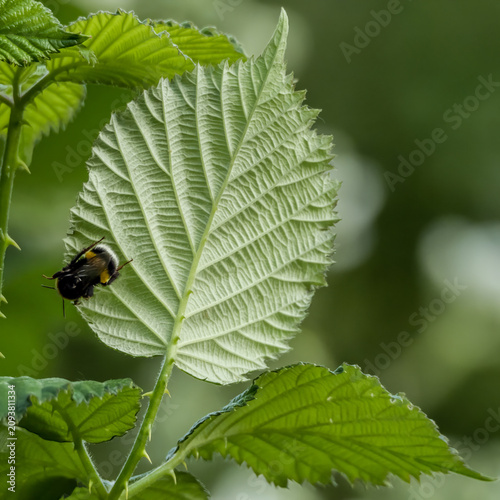 Green picture with a bumblebee on a green leaf