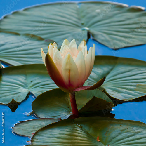 Water lily flower among green leaves on a blue water surface