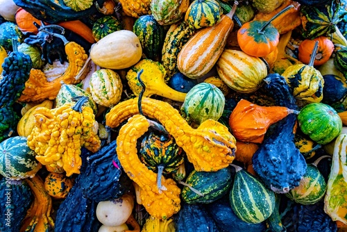 Colorful ornamental pumpkins and gourds as background, top view