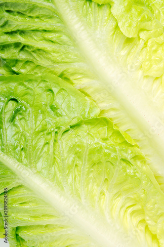 Romaine Lettuce Closeup full frame background