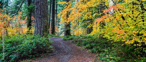 A curved hiking and bicycle trail through Colorful vine maple growing among fir trees in Silver Falls State Park, Oregon