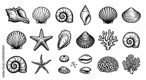 Foto seashell vector set, marine life line art, black and white shell illustration, n