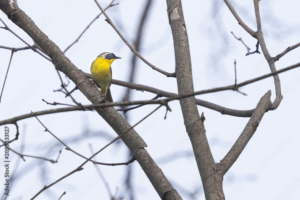 Fototapeta premium Yellow Breasted Chat Bird Perched on a Branch in Smoky Mountains National Park During Early Morning Light