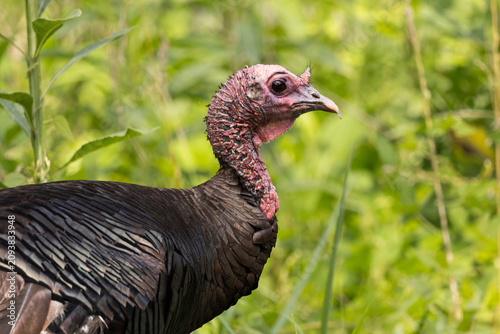 Wild Turkey Bird Seen in Cades Cove, Smoky Mountains National Park During Early Morning Hours
