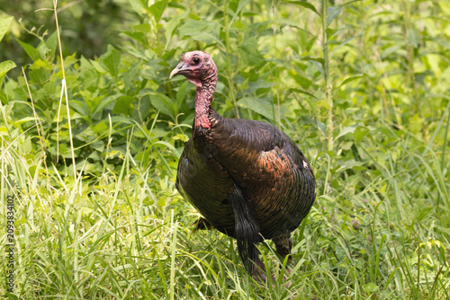 Wild Turkey Stands Among Tall Grass in Cades Cove During a Sunny Afternoon in Smoky Mountains National Park