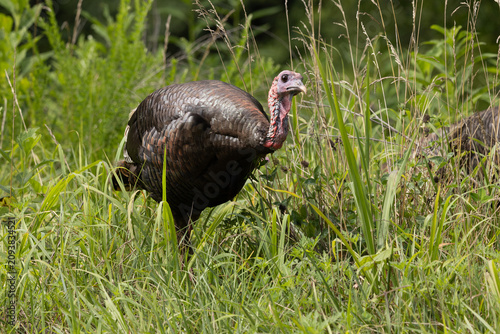 Wild Turkey Foraging in Cades Cove Area of Smoky Mountains National Park During Daytime Hours