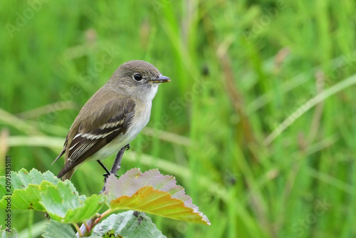 Photography An Alder Flycatcher (Empidonax alnorum) perched on a tree branch in Potter Marsh, Alaska