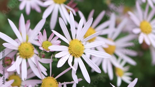 Close-up of many bright flowers such as daisies, pastel pink blossoms swaying gently in the wind, meadow full of flowers in autumn