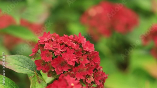 A flower with red blossoms similar to Kalanchoe blossfeldiana, a plant with small red flowers and large green leaves, green background, the plant with small leaves gently blowing in the wind