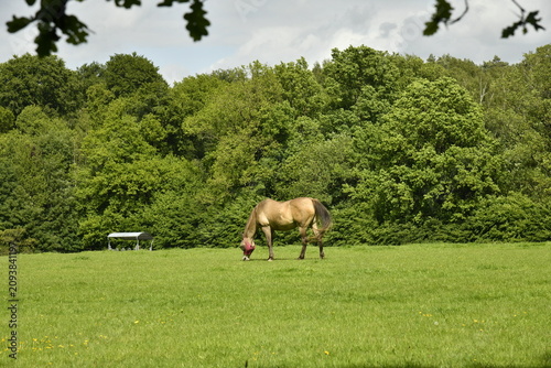 Bild auf Leinwand Cheval solitaire broutant l'herbe près d'un bois à Genappe (Nivelles)
