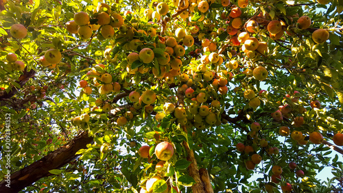 Low-angle view of a bountiful apple tree heavy with ripe fruit in a sunny orchard