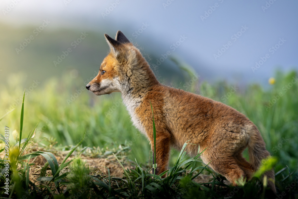Fototapeta premium red fox cub standing alert in meadow
