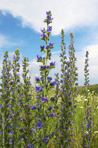 In the field among the herbs bloom blueweed (Echium vulgare)