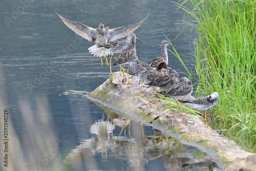Foto A solitary Green-winged Teal (Anas crecca) finds itself surrounded by a flock of migratory Greater Yellowlegs (Tringa melanoleuca) on a log in Potter Marsh, Alaska