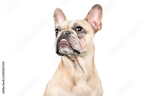 Portrait of a cute French bulldog, looking up, closeup, isolated on white background