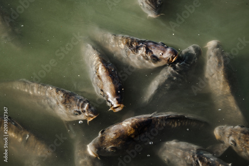 Quadro su tela acuático, peces, naturaleza, lago, carpa