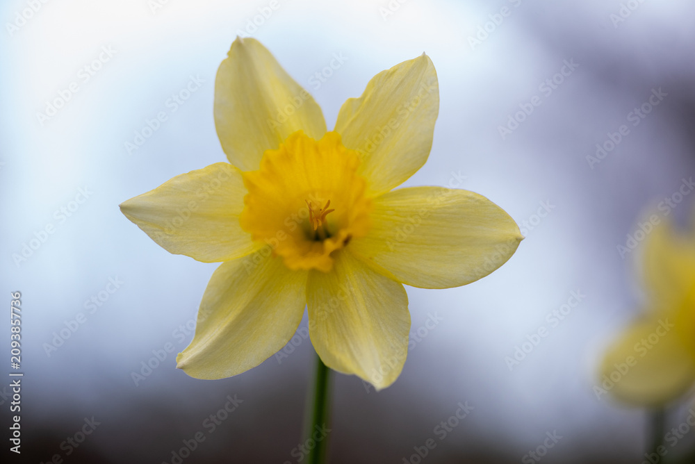 Obraz premium Close-up of Yellow Daffodil