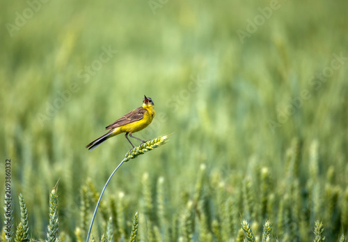 A male Citrine Wagtail bird sits on a field with ears of corn on a sunny summ...