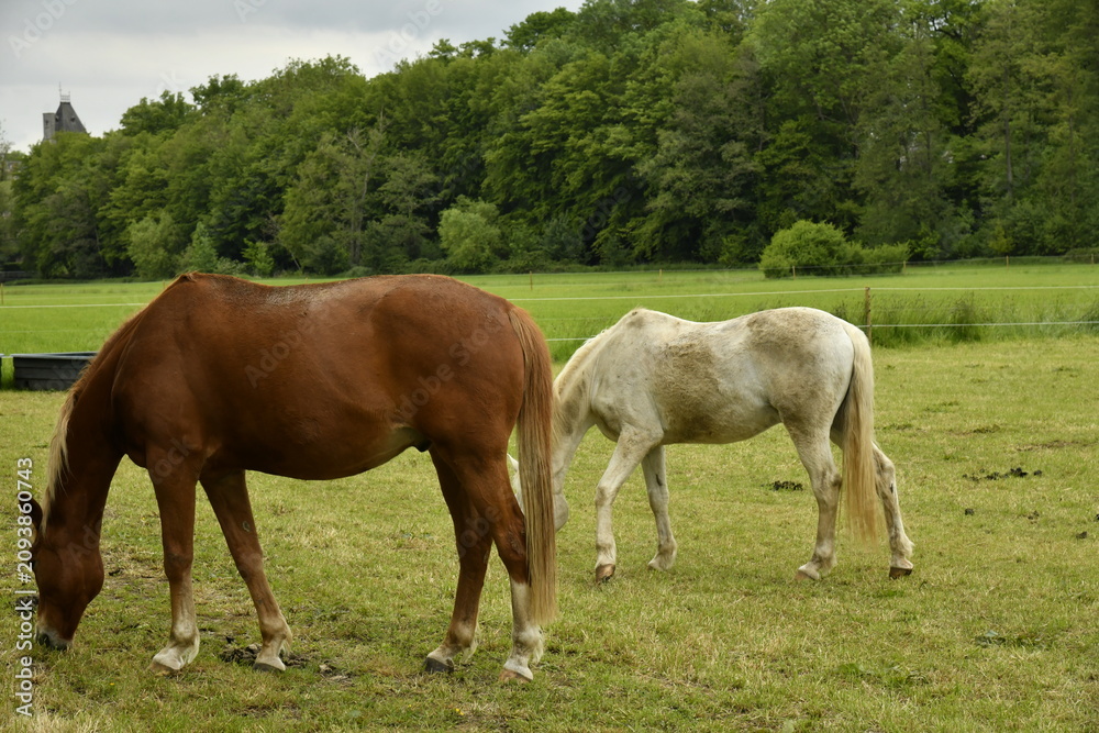 Fototapeta premium Des chevaux en fin de vie en liberté dans une grande prairie à Ham-sur-Heure (Thuin)