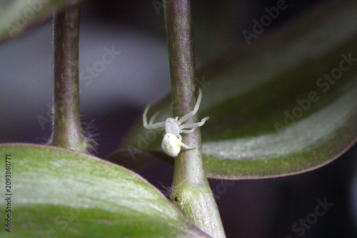 Crab Spider Stem 01